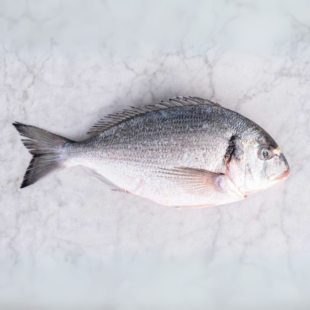 Premium Wild-Caught Meerbrasse (Sarago Bream / Sea Sparrow) – Tender White Meat & Mild Flavor – 500g to 2kg – Sustainable Seafood – Wildfischfang - Wildfischfang