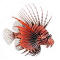 Premium Wild-Caught Lionfish – Tender White Meat & Mild Flavor – 200g to 500g – Sustainable Seafood – Wildfischfang - Wildfischfang