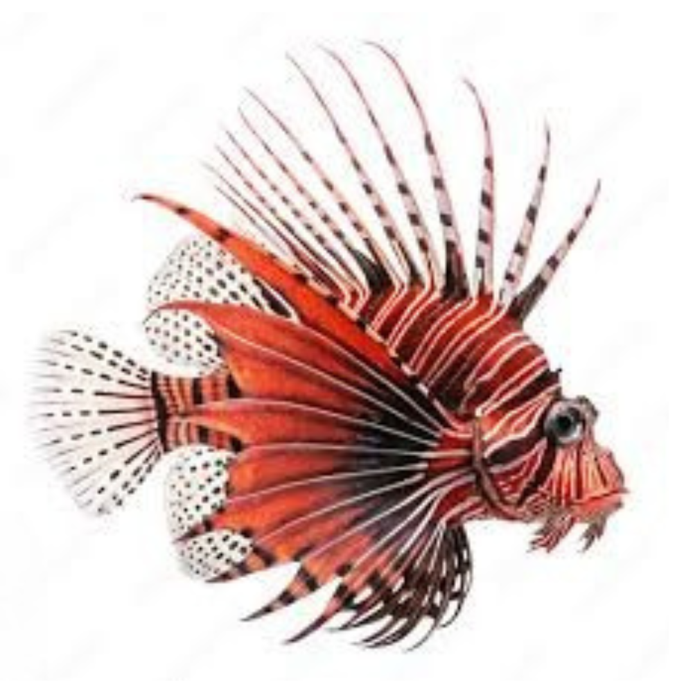 Premium Wild-Caught Lionfish – Tender White Meat & Mild Flavor – 200g to 500g – Sustainable Seafood – Wildfischfang - Wildfischfang