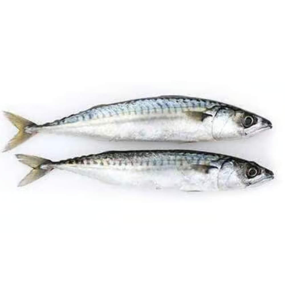 Premium Wild-Caught Mackerel (Scomber Scombrus) – Savory & Aromatic Flavor – 300g to 800g – Sustainable Seafood – Wildfischfang