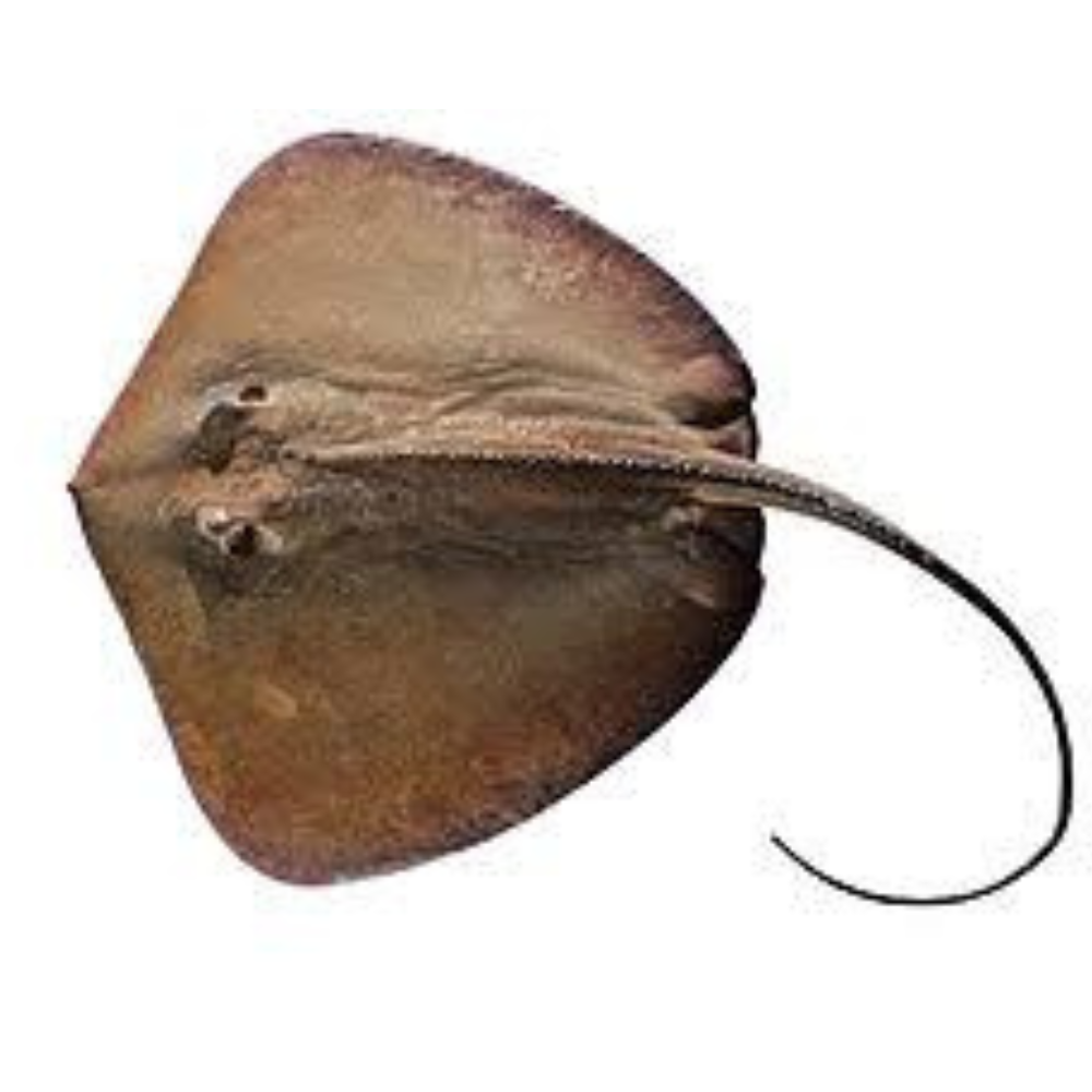 Premium Wild-Caught Ray (Cartilaginous Fish) – Mild, Sweet Flavor & Tender Wings – 300g to 800g – Sustainable Seafood – Wildfischfang - Wildfischfang