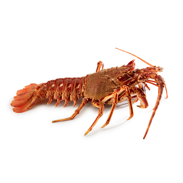 Premium Wild-Caught Spiny Lobster (Palinurus elephantus) – Delicate, Sweet Meat & Firm Texture – 50g to 200g – Sustainable Seafood – Wildfischfang