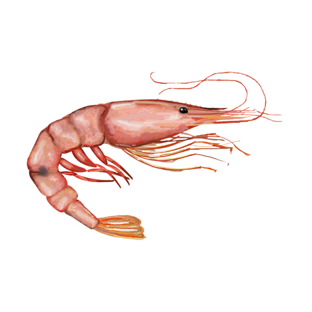 Premium Wild-Caught Rosa Shrimp (Parapenaeus longirostris) – Mild, Sweet Flavor & Tender Meat – 15g to 25g – Sustainable Seafood – Wildfischfang - Wildfischfang