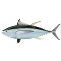 Premium Wild-Caught Bluefin Tuna (Thunnus Thynnus) – Deep Red, Fleshy Meat – 1kg to 200kg – Sustainable Seafood – Wildfischfang - Wildfischfang