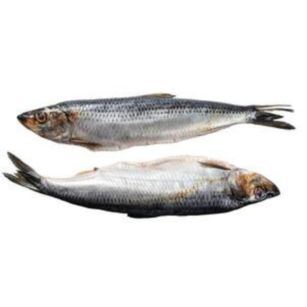 Premium Wild-Caught Sardine (Sardina pilchardus) – Mild, Aromatic Flavor & Juicy Meat – 100g to 150g – Sustainable Seafood – Wildfischfang - Wildfischfang