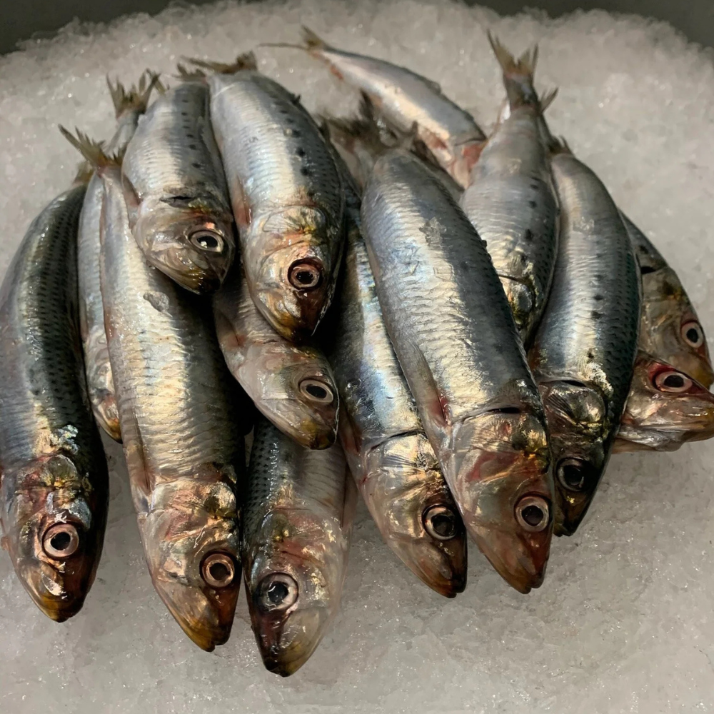 Premium Wild-Caught Sardelle (Anchovies, Engraulis encrasicolus) – Strong, Salty Flavor & Intense Umami – 10g to 50g – Sustainable Seafood – Wildfischfang - Wildfischfang