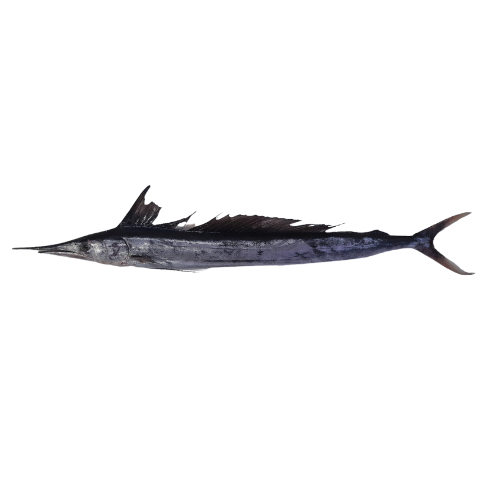 Premium Wild-Caught Mediterranean Marlin Pink (Tetrapturus belone) – Mild, Sweet Flavor & Firm, Pink Meat – 10kg to 40kg – Sustainable Seafood – Wildfischfang