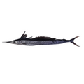 Premium Wild-Caught Mediterranean Marlin Pink (Tetrapturus belone) – Mild, Sweet Flavor & Firm, Pink Meat – 10kg to 40kg – Sustainable Seafood – Wildfischfang - Wildfischfang
