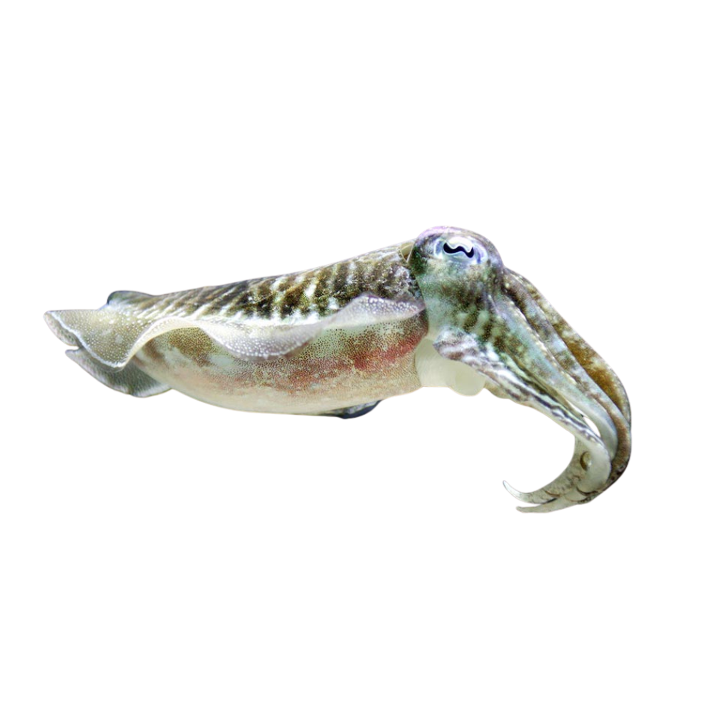 Premium Wild-Caught Cuttlefish (Sepia officinalis) – Tender, Slightly Sweet Flavor & Firm Texture – 300g to 2kg – Sustainable Seafood – Wildfischfang