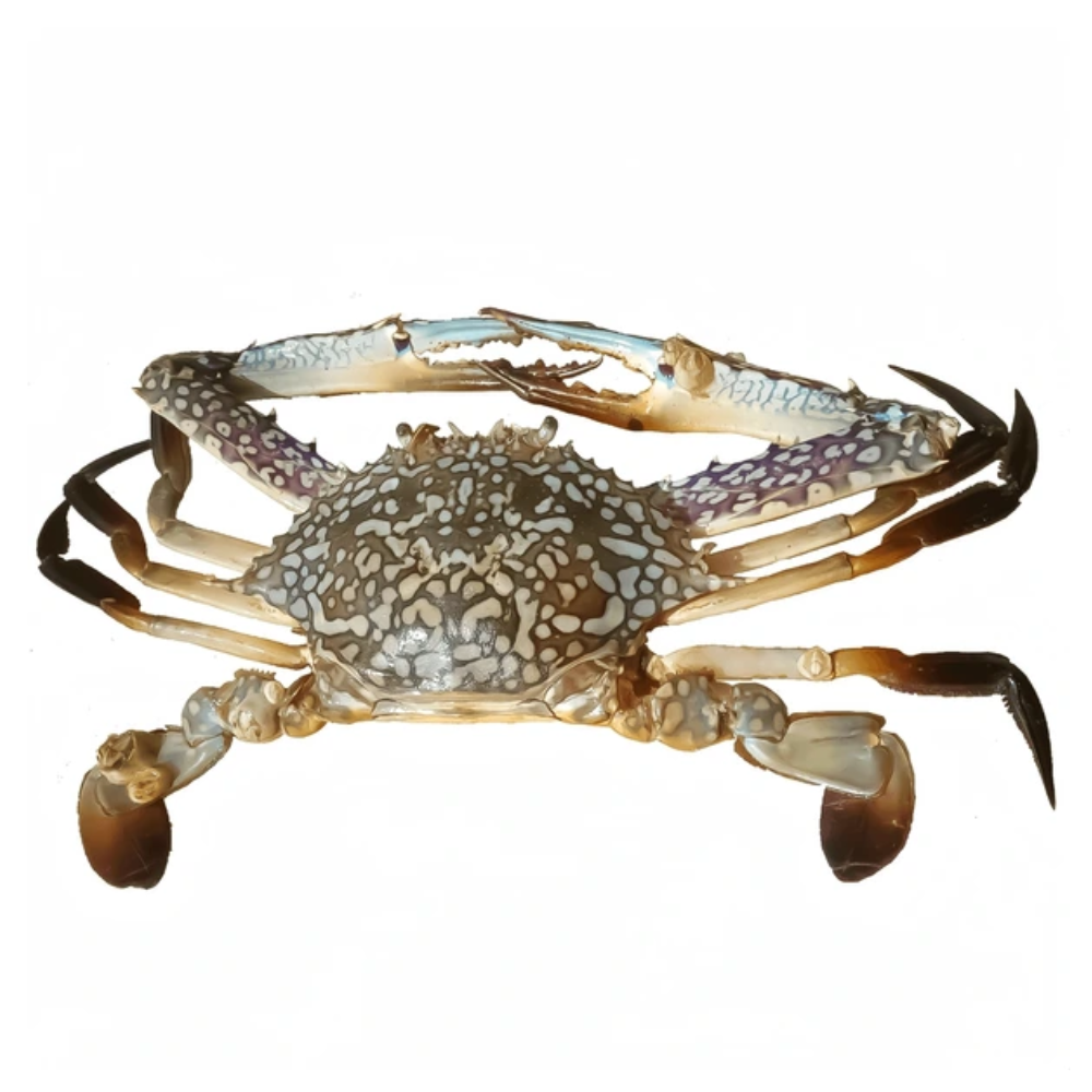 Premium Wild-Caught Mediterranean Swimming Crab (Callinectes sapidus) – Delicate, Sweet Flavor & Tender Meat – 100g to 200g – Sustainable Seafood – Wildfischfang - Wildfischfang