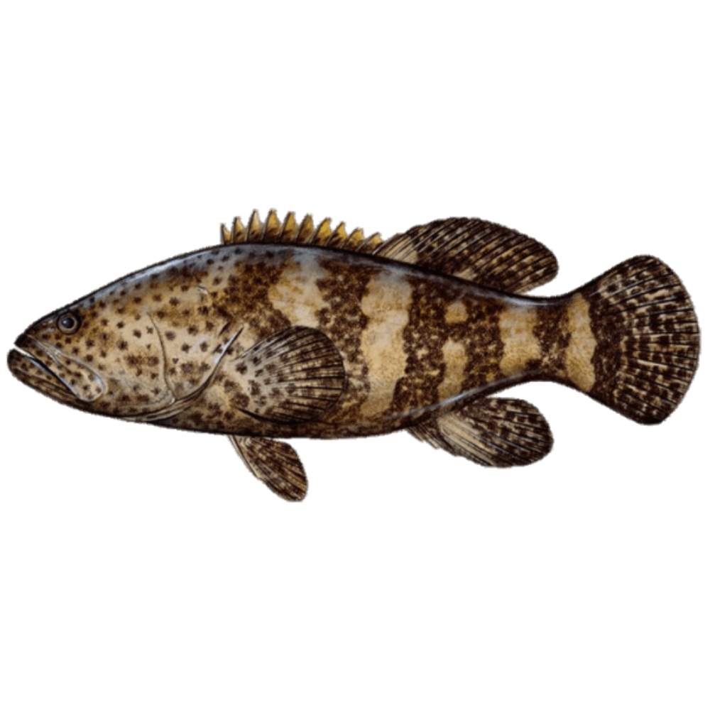 Premium Wild-Caught Grouper (Epinephelidae) – Mild, Tender White Meat – 300g to 6kg – Sustainable Seafood – Wildfischfang - Wildfischfang