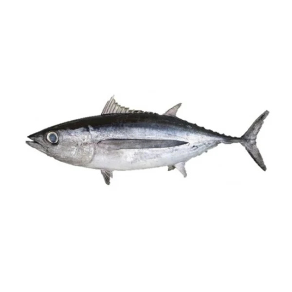 Premium Wild-Caught Sardinian Bonito (Sarda sarda) – Smoky, Tuna-like Flavor & Firm, Protein-Rich Meat – 1.5kg to 5kg – Sustainable Seafood – Wildfischfang - Wildfischfang