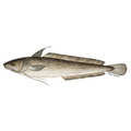 Premium Wild-Caught Hake (Merluccius merluccius) – Tender, White Meat & Delicate Flavor – 200g to 1.5kg – Sustainable Seafood – Wildfischfang - Wildfischfang