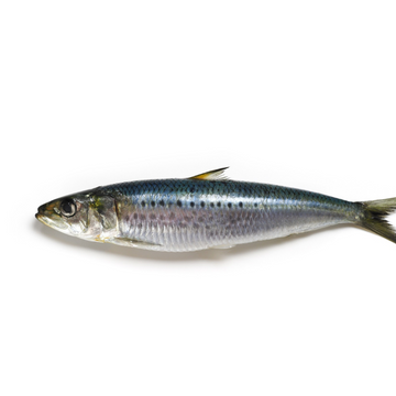 Premium Wild-Caught Sardine (Sardina pilchardus) – Mild, Aromatic Flavor & Juicy Meat – 100g to 150g – Sustainable Seafood – Wildfischfang - Wildfischfang
