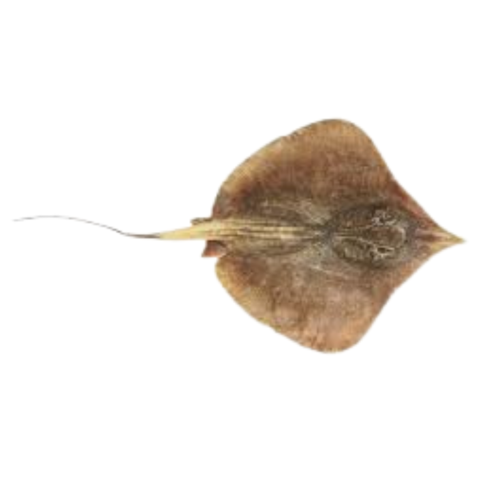 Premium Wild-Caught Ray (Cartilaginous Fish) – Mild, Sweet Flavor & Tender Wings – 300g to 800g – Sustainable Seafood – Wildfischfang - Wildfischfang