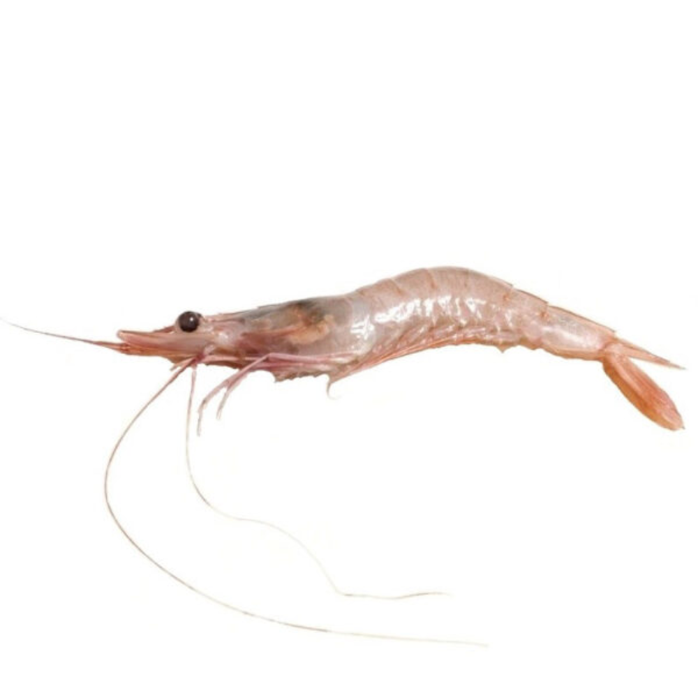 Premium Wild-Caught Rosa Shrimp (Parapenaeus longirostris) – Mild, Sweet Flavor & Tender Meat – 15g to 25g – Sustainable Seafood – Wildfischfang