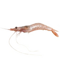 Premium Wild-Caught Rosa Shrimp (Parapenaeus longirostris) – Mild, Sweet Flavor & Tender Meat – 15g to 25g – Sustainable Seafood – Wildfischfang - Wildfischfang