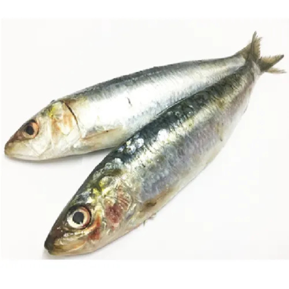 Premium Wild-Caught Sardelle (Anchovies, Engraulis encrasicolus) – Strong, Salty Flavor & Intense Umami – 10g to 50g – Sustainable Seafood – Wildfischfang