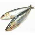 Premium Wild-Caught Sardelle (Anchovies, Engraulis encrasicolus) – Strong, Salty Flavor & Intense Umami – 10g to 50g – Sustainable Seafood – Wildfischfang - Wildfischfang