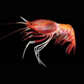 Premium Wild-Caught Deep Sea Shrimp (Aristaeomorpha foliacea) – Sweet, Umami Flavor & Tender Flesh – 30g to 80g – Sustainable Seafood – Wildfischfang - Wildfischfang