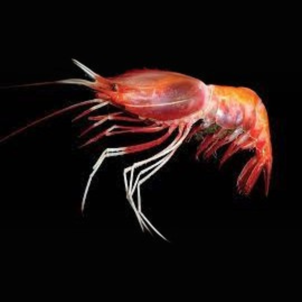 Premium Wild-Caught Deep Sea Shrimp (Aristaeomorpha foliacea) – Sweet, Umami Flavor & Tender Flesh – 30g to 80g – Sustainable Seafood – Wildfischfang - Wildfischfang