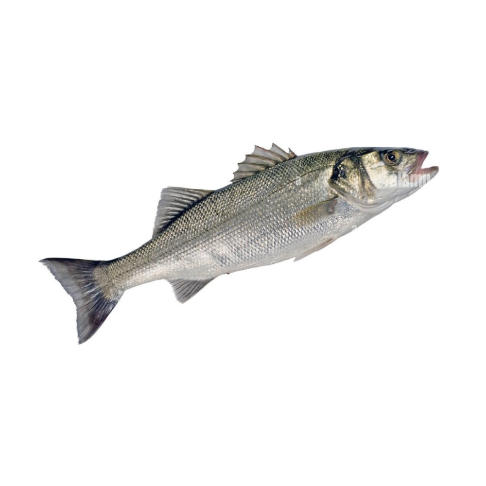 Italian Sea Bream – Fresh, Firm White Meat & Nutty Flavor