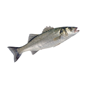 Italian Sea Bream – Fresh, Firm White Meat & Nutty Flavor - Wildfischfang