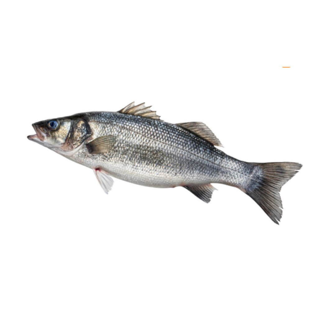 Premium Wild-Caught Italian Sea Bream (Spondyliosoma Cantharus) – Fresh, Firm White Meat & Nutty Flavor – 300g to 10kg – Sustainable Seafood – Wildfischfang