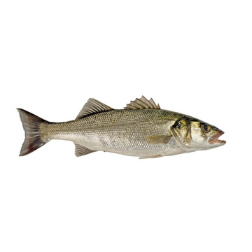 Italian Sea Bream – Fresh, Firm White Meat & Nutty Flavor
