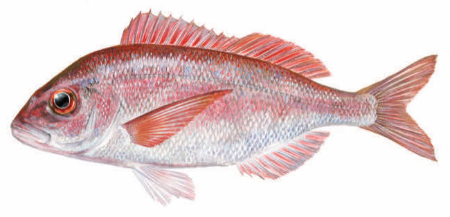 Premium Wild-Caught Rotbrasse (Pagellus erythrinus) – Aromatic & Tender White Meat – 200g to 1.5kg – Sustainable Seafood – Wildfischfang