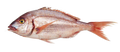Premium Wild-Caught Rotbrasse (Pagellus erythrinus) – Aromatic & Tender White Meat – 200g to 1.5kg – Sustainable Seafood – Wildfischfang - Wildfischfang