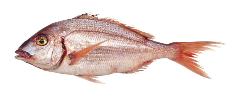 Premium Wild-Caught Rotbrasse (Pagellus erythrinus) – Aromatic & Tender White Meat – 200g to 1.5kg – Sustainable Seafood – Wildfischfang - Wildfischfang