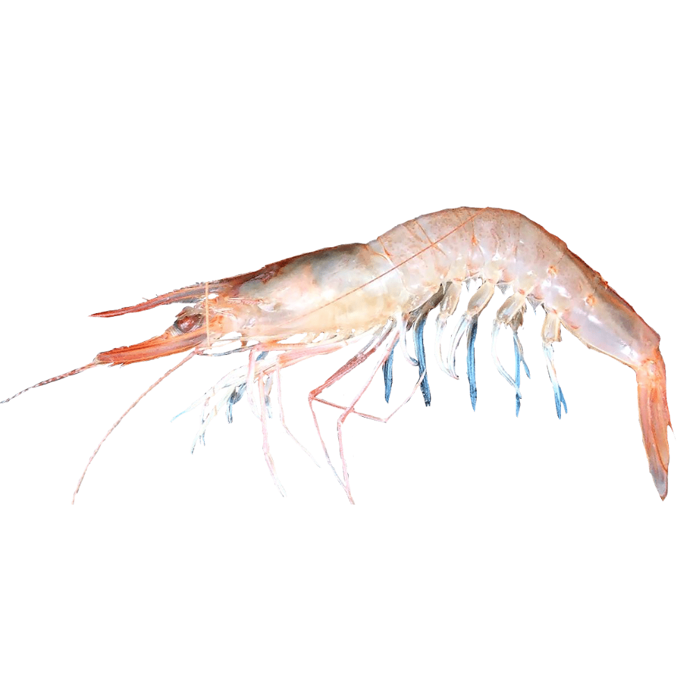 Premium Wild-Caught Rosa Shrimp (Parapenaeus longirostris) – Mild, Sweet Flavor & Tender Meat – 15g to 25g – Sustainable Seafood – Wildfischfang - Wildfischfang