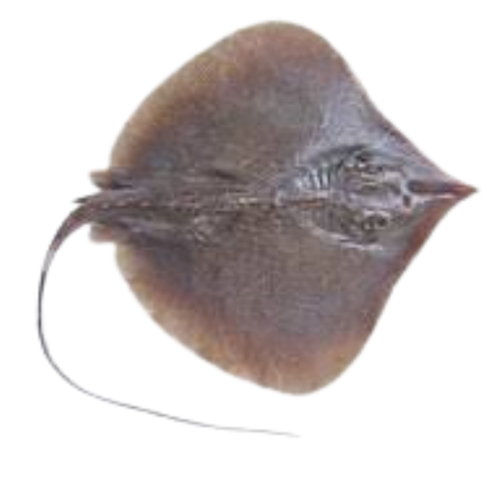 Premium Wild-Caught Ray (Cartilaginous Fish) – Mild, Sweet Flavor & Tender Wings – 300g to 800g – Sustainable Seafood – Wildfischfang - Wildfischfang