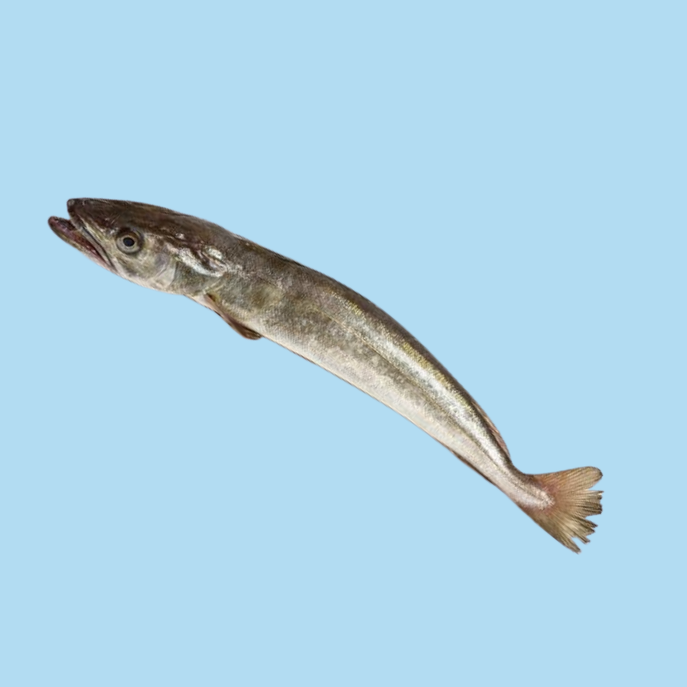 Premium Wild-Caught Hake (Merluccius merluccius) – Tender, White Meat & Delicate Flavor – 200g to 1.5kg – Sustainable Seafood – Wildfischfang