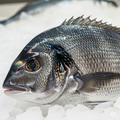 Premium Wild-Caught Italian Sea Bream (Spondyliosoma Cantharus) – Fresh, Firm & Nutty Flavor – 300g to 1.5kg – Sustainable Seafood – Wildfischfang - Wildfischfang