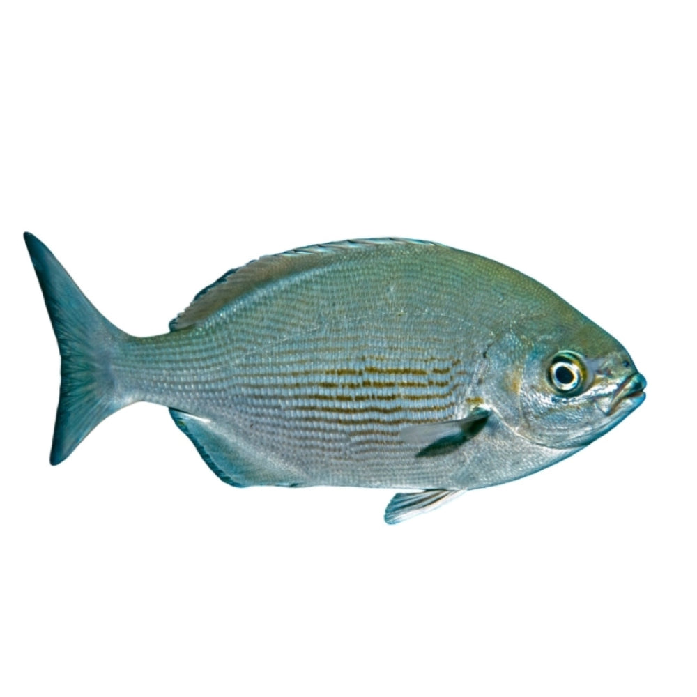 Premium Wild-Caught Italian Sea Bream (Spondyliosoma Cantharus) – Fresh, Firm & Nutty Flavor – 300g to 1.5kg – Sustainable Seafood – Wildfischfang - Wildfischfang