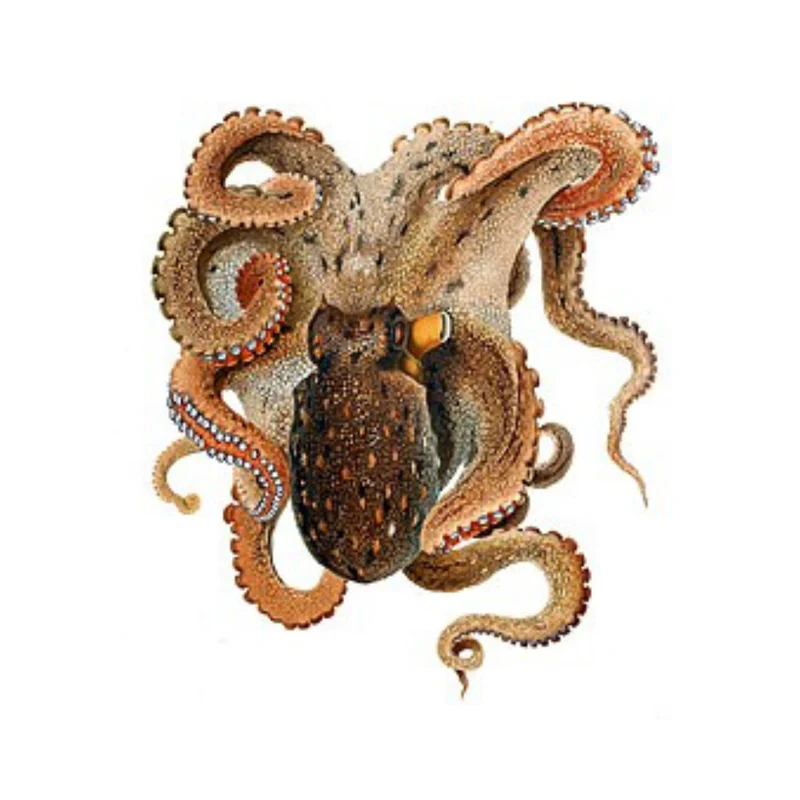 Premium Wild-Caught Small Octopus (Eledone moschata) – Delicate, Sweet Flavor & Tender Meat – 100g to 500g – Sustainable Seafood – Wildfischfang