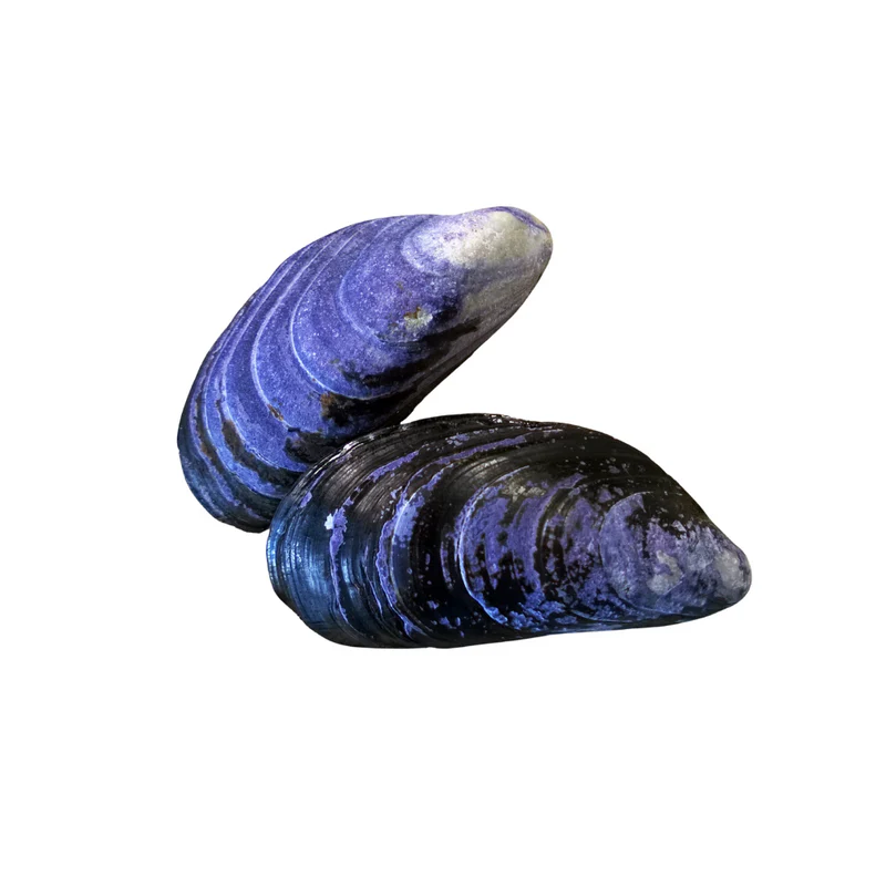 Premium Tarantine Mussels (Mytilus edulis) – Iodine-Rich, Salty Flavor – Sustainably Farmed – 8 CHF to 16 CHF per kg – Wildfischfang