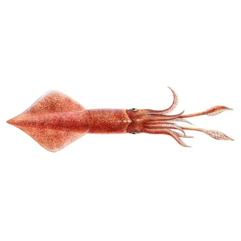 Premium Wild-Caught Broad-armed Squid (Illex coindetii) – Mild, Sweet Flavor & Firm Texture – 15cm to 35cm – Sustainable Seafood – Wildfischfang