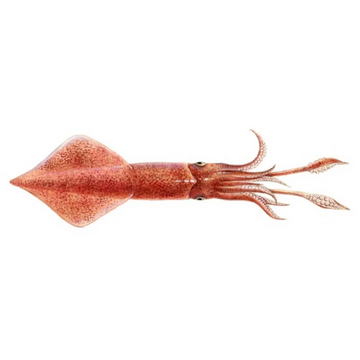 Premium Wild-Caught Broad-armed Squid (Illex coindetii) – Mild, Sweet Flavor & Firm Texture – 15cm to 35cm – Sustainable Seafood – Wildfischfang