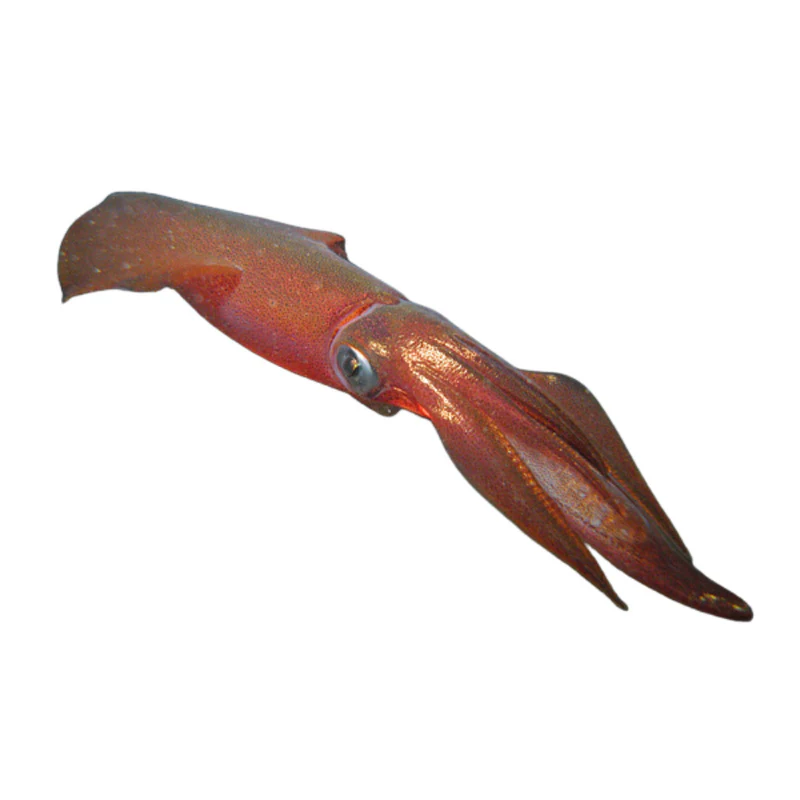 Premium Wild-Caught Broad-armed Squid (Illex coindetii) – Mild, Sweet Flavor & Firm Texture – 15cm to 35cm – Sustainable Seafood – Wildfischfang