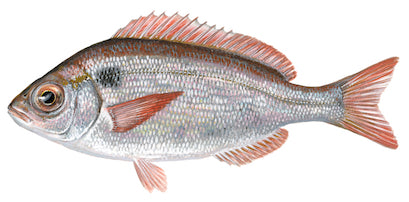 Premium Wild-Caught Black Dentex (Pagellus bogaraveo) – Aromatic & Sweet Flavor – 300g to 1.5kg – Sustainable Seafood – Wildfischfang