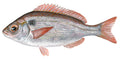 Premium Wild-Caught Black Dentex (Pagellus bogaraveo) – Aromatic & Sweet Flavor – 300g to 1.5kg – Sustainable Seafood – Wildfischfang - Wildfischfang