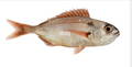Premium Wild-Caught Black Dentex (Pagellus bogaraveo) – Aromatic & Sweet Flavor – 300g to 1.5kg – Sustainable Seafood – Wildfischfang - Wildfischfang